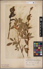 Foto von Salix daphnoides Vill.